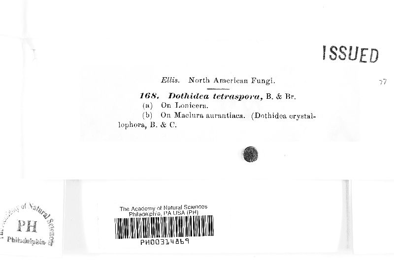 Dothidea image