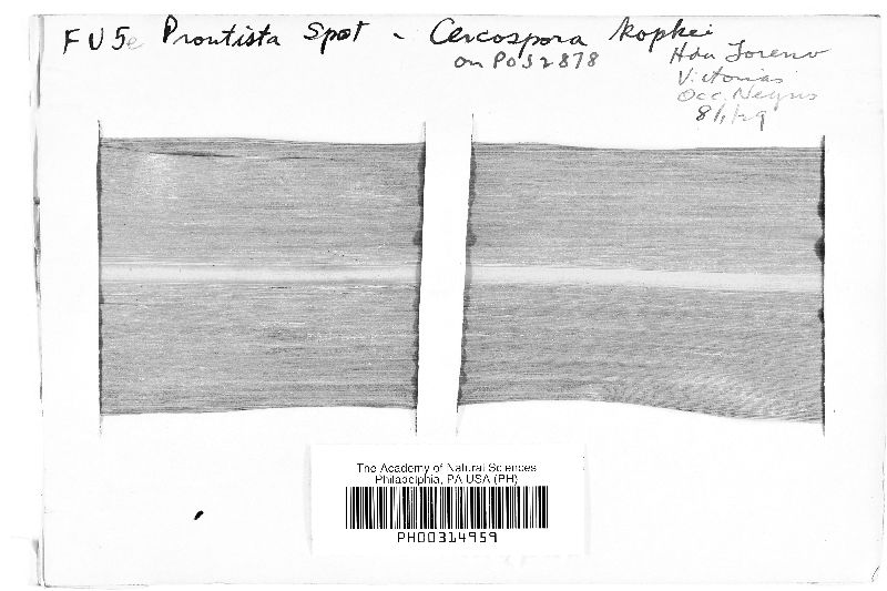 Passalora koepkei image