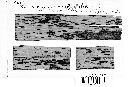 Puccinia purpurea image