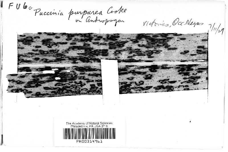 Puccinia purpurea image
