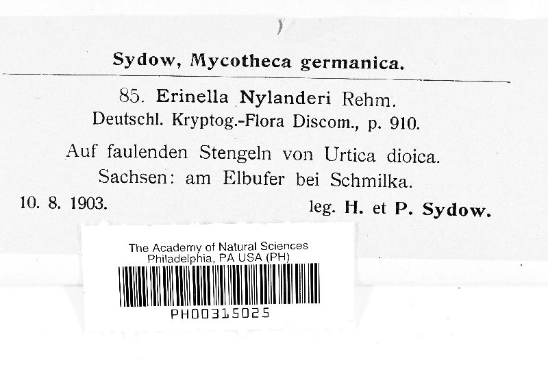 Lachnum sulphureum image