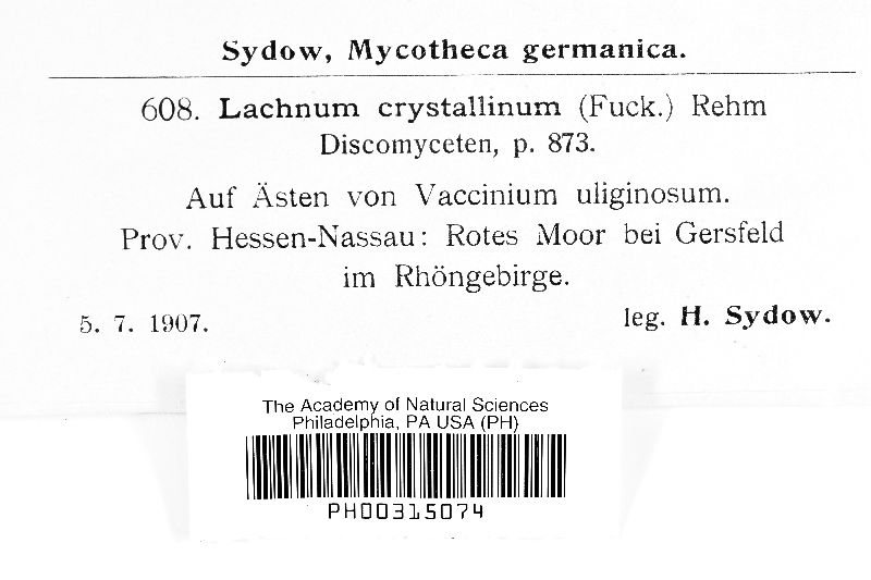Lachnum crystallinum image