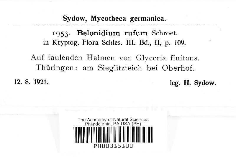 Belonidium rufum image