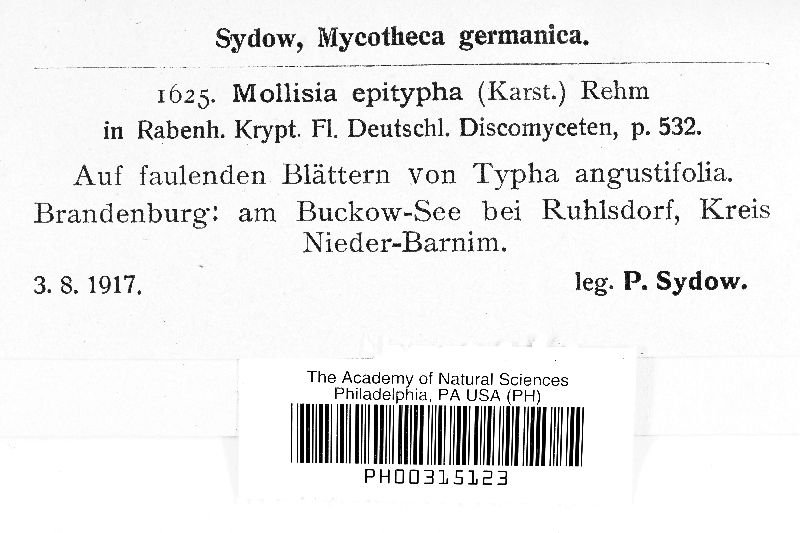 Mollisia epitypha image