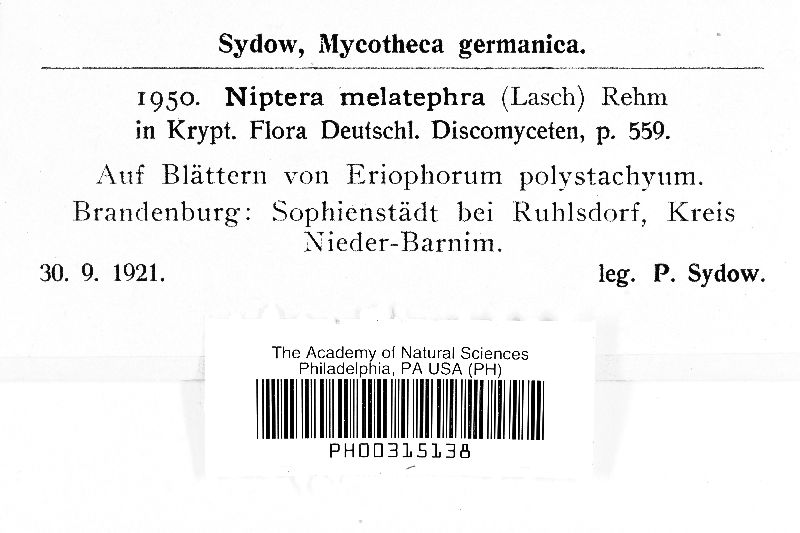 Niptera melatephra image