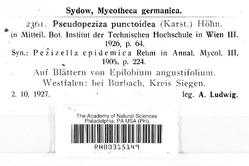 Pezizella punctoidea image