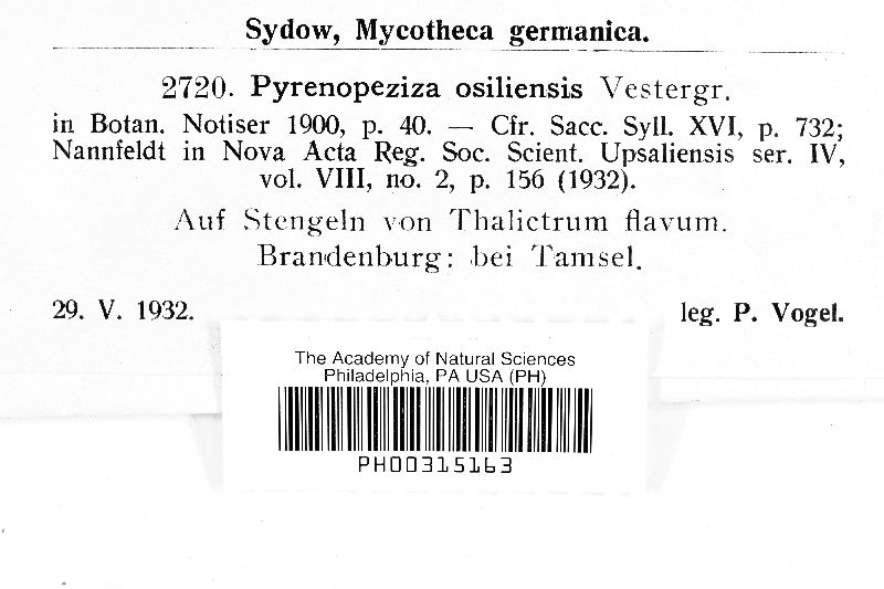 Pyrenopeziza osiliensis image