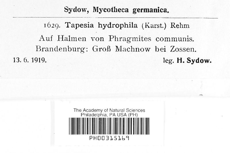 Mollisia hydrophila image