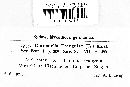 Pezicula frangulae image