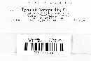 Tympanis nemopanthis image