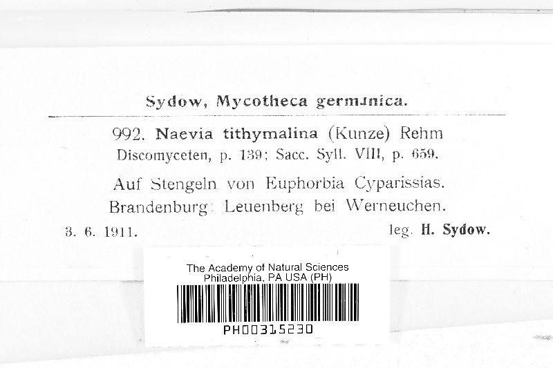 Naeviopsis tithymalina image
