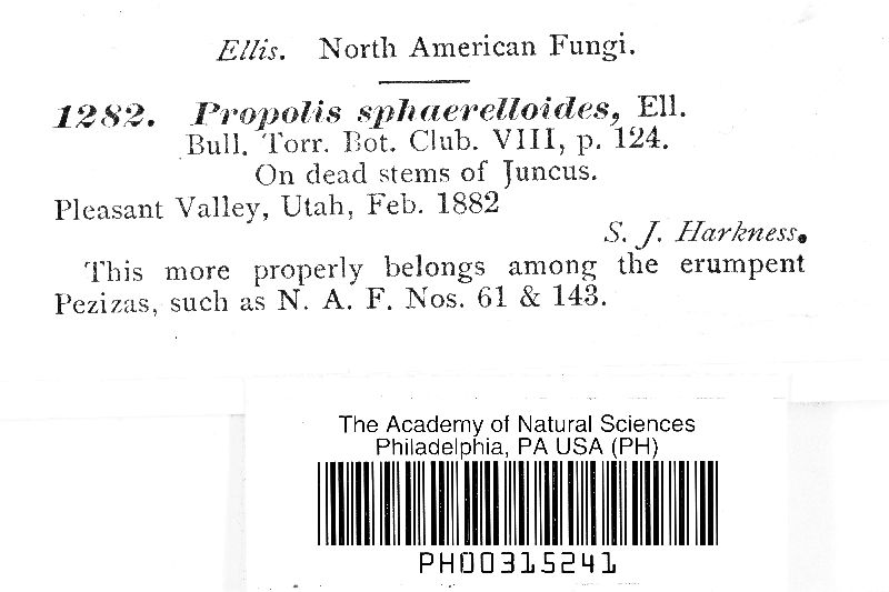 Propolis sphaerelloides image
