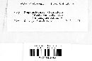 Propolis farinosa image