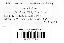 Rhytisma ilicis image