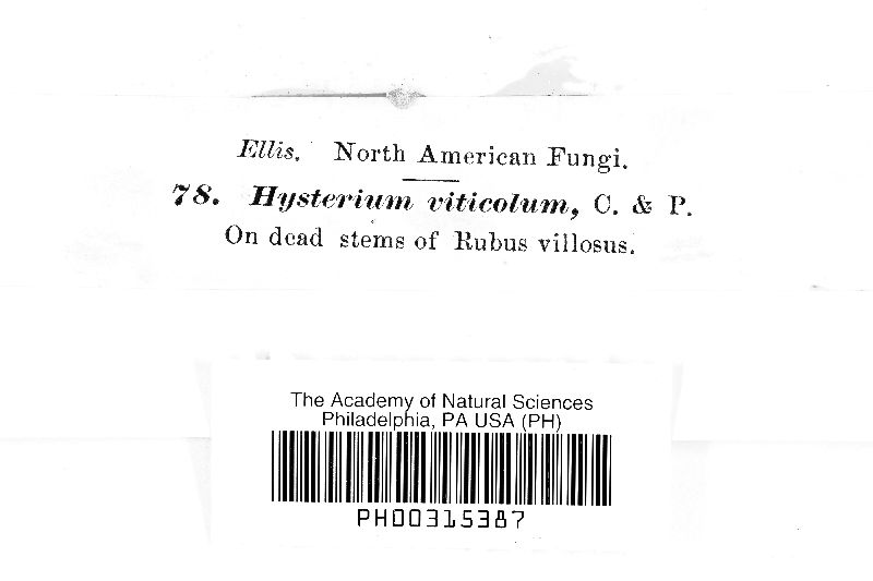 Hysterium viticola image