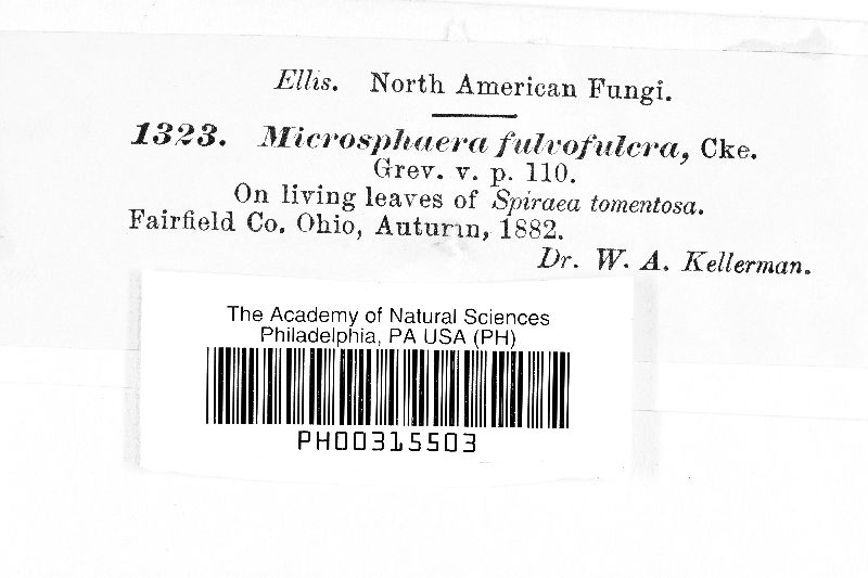 Microsphaera fulvofulcra image