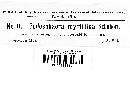 Podosphaera myrtillina image