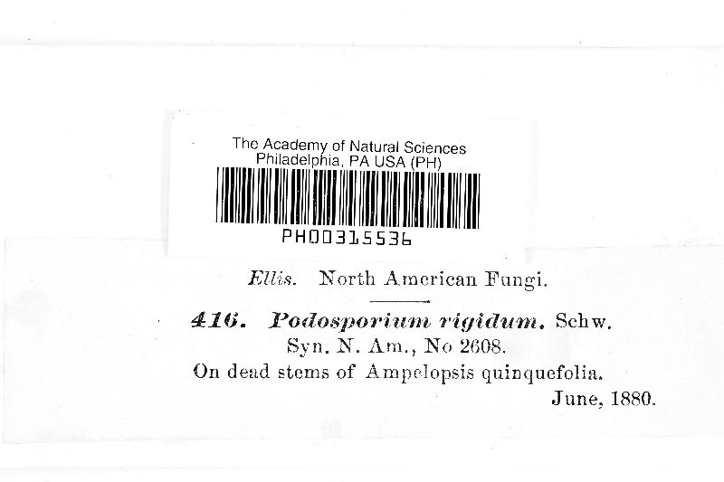 Podosporium rigidum image