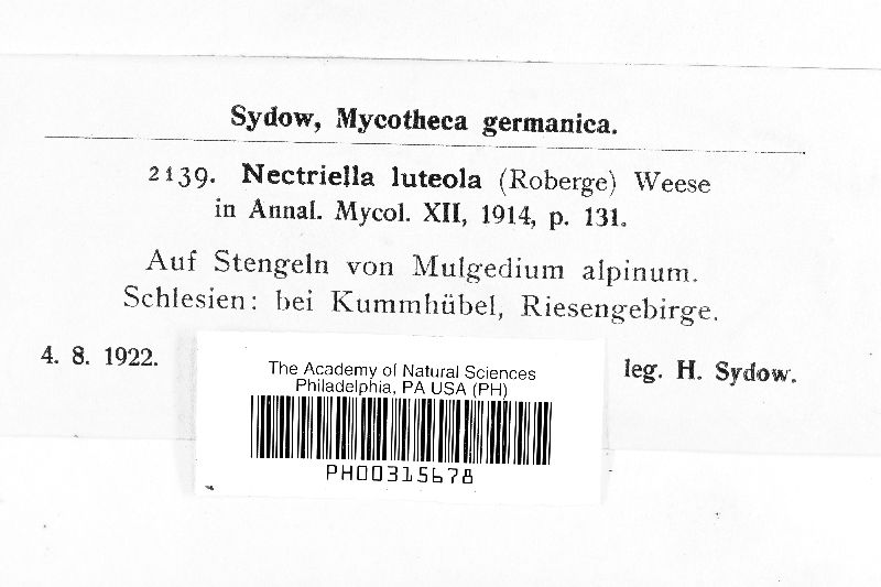 Nectriella luteola image