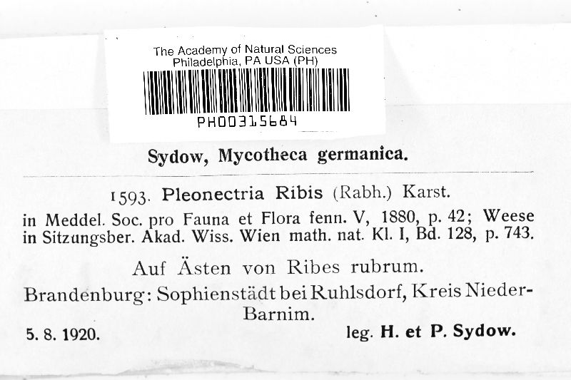 Pleonectria ribis image