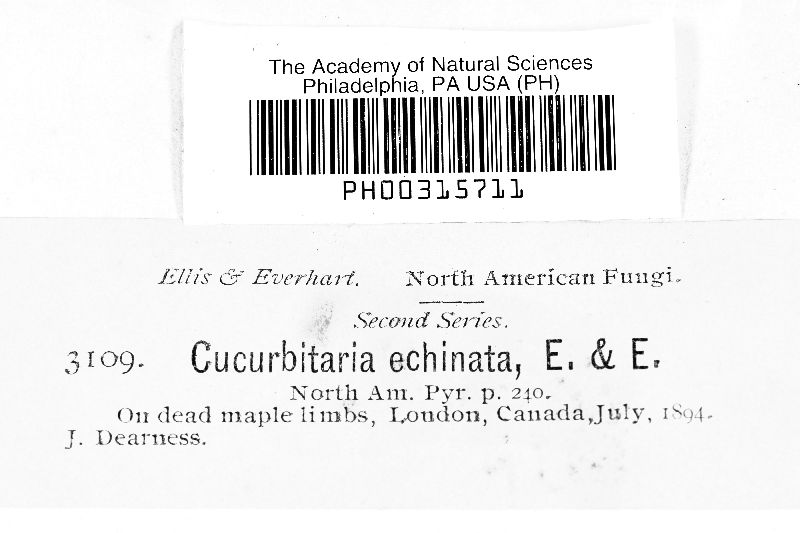 Cucurbitaria echinata image