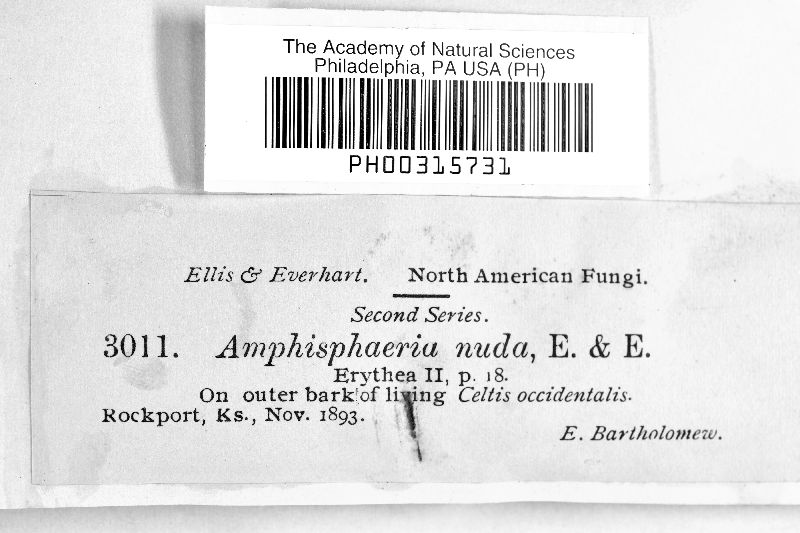 Amphisphaeria nuda image
