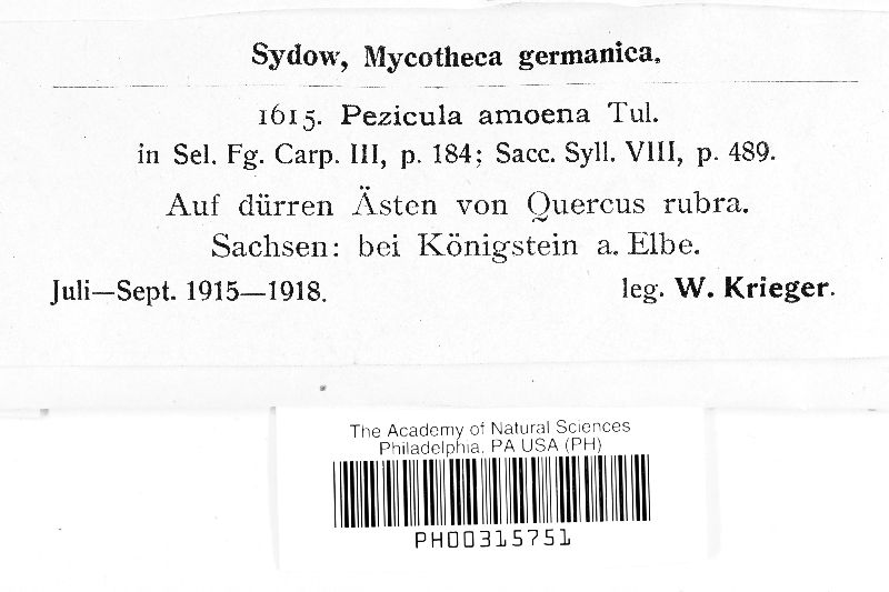 Pezicula amoena image