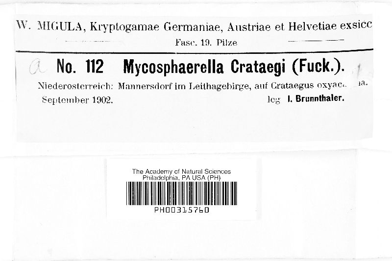 Mycosphaerella crataegi image