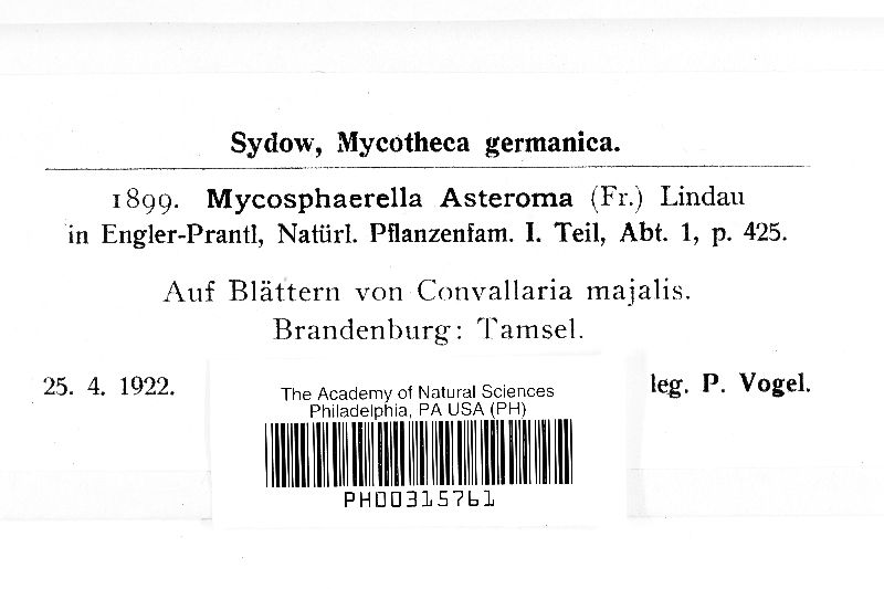 Mycosphaerella asteroma image