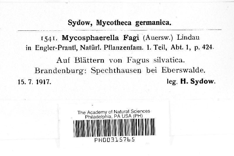 Mycosphaerella fagi image