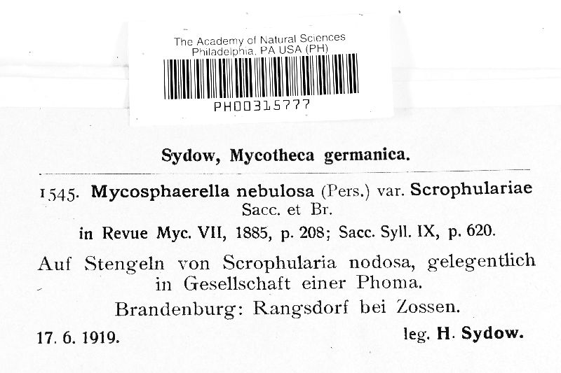 Mycosphaerella nebulosa image