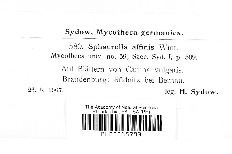 Sphaerulina affinis image
