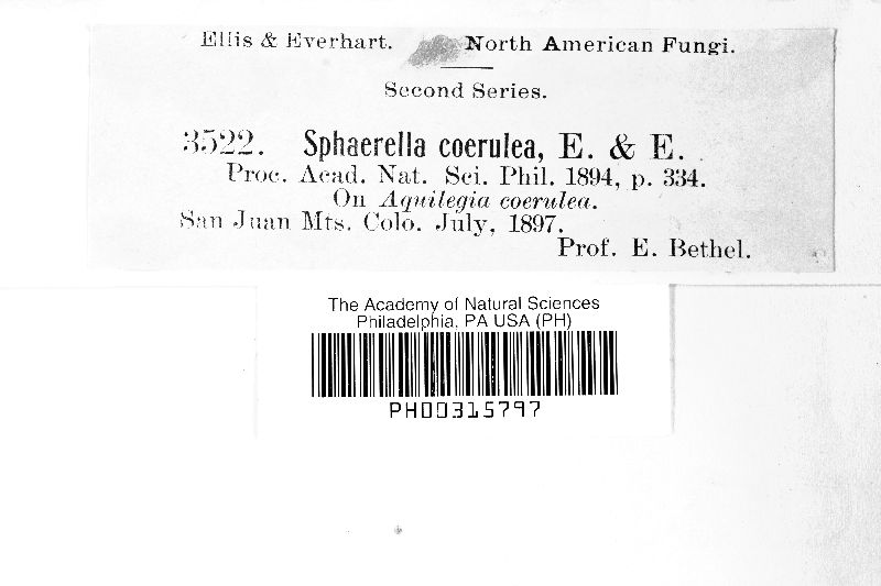Sphaerella cinerescens image