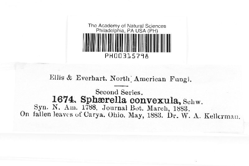 Sphaerella convexula image