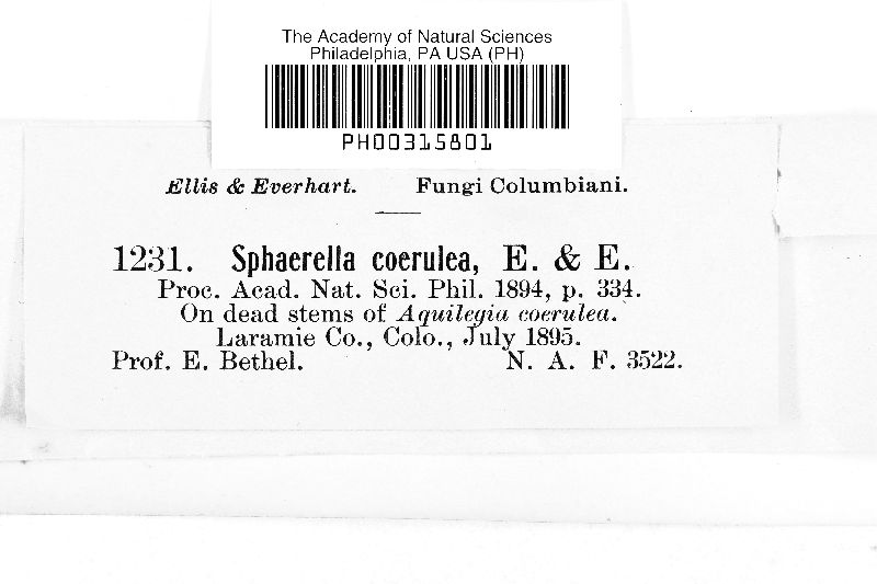 Sphaerella coerulea image