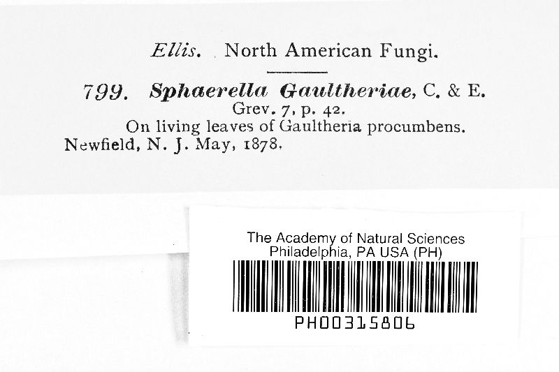 Sphaerella gaultheriae image