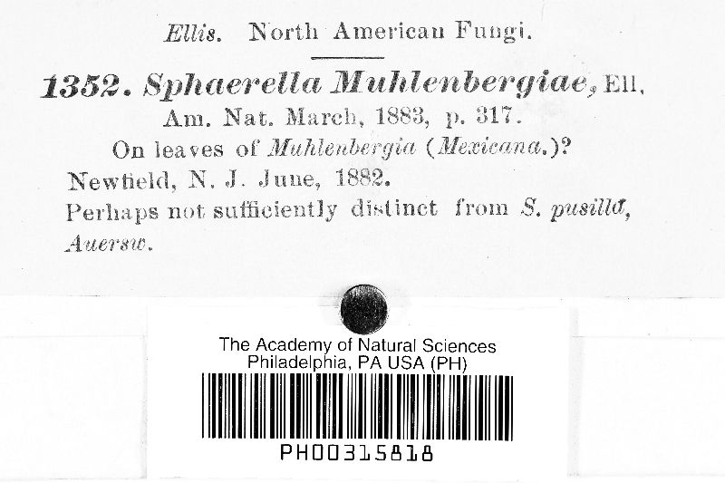 Sphaerella muhlenbergiae image