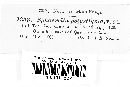 Sphaerella polystigma image