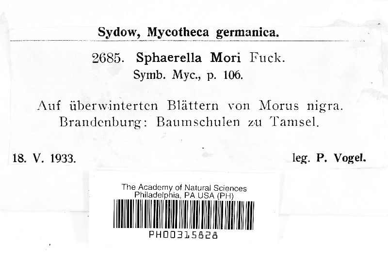 Mycosphaerella mori image