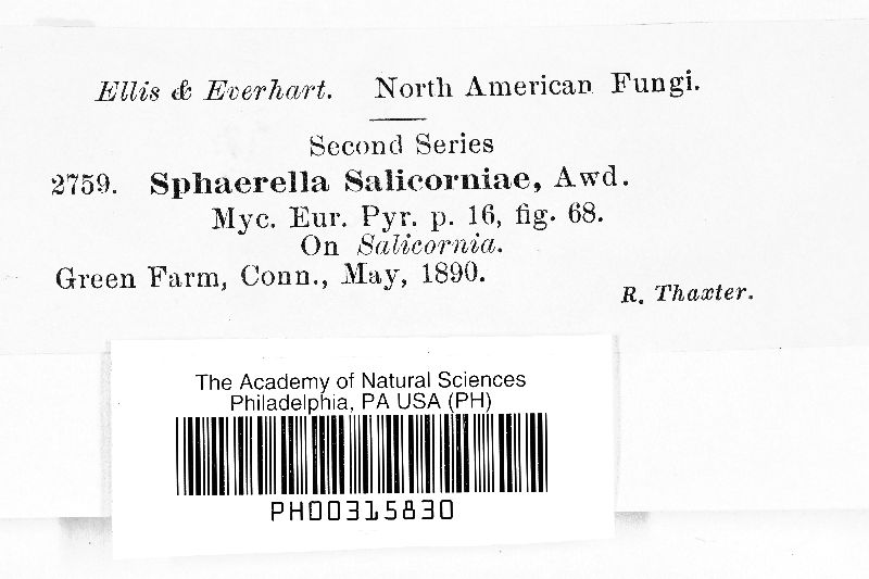 Mycosphaerella salicorniae image
