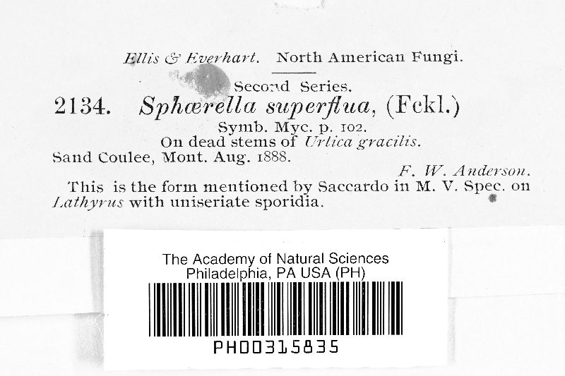 Mycosphaerella superflua image