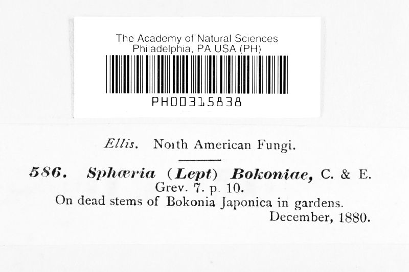 Sphaeria bocconiae image