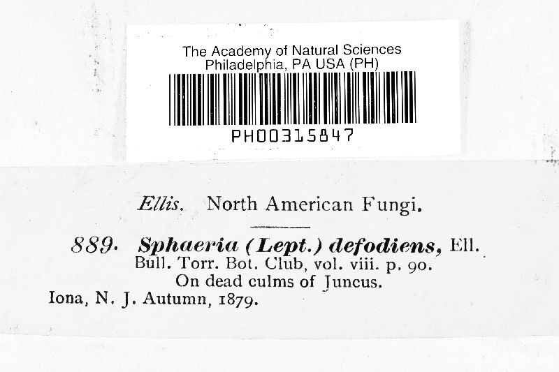 Sphaeria defodiens image
