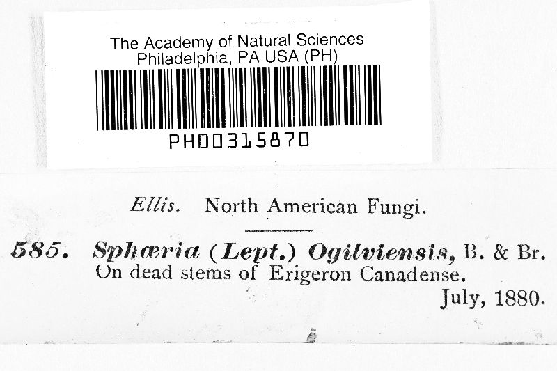 Leptosphaeria ogilviensis image