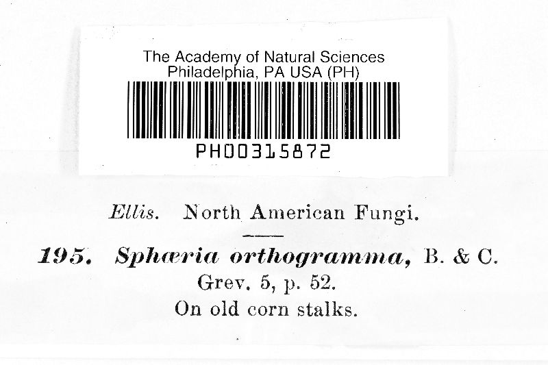 Sphaeria orthogramma image