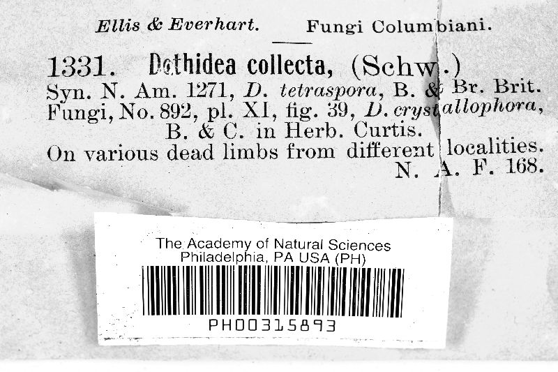 Dothidea collecta image