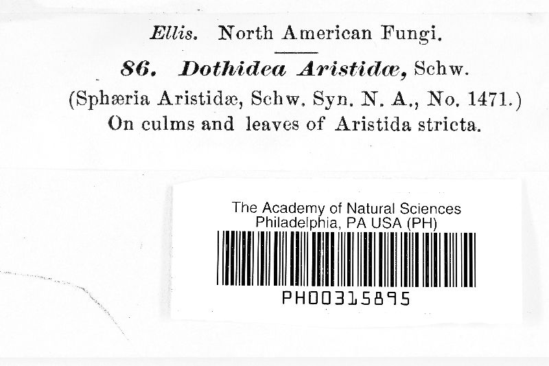 Leveillina arduinae image