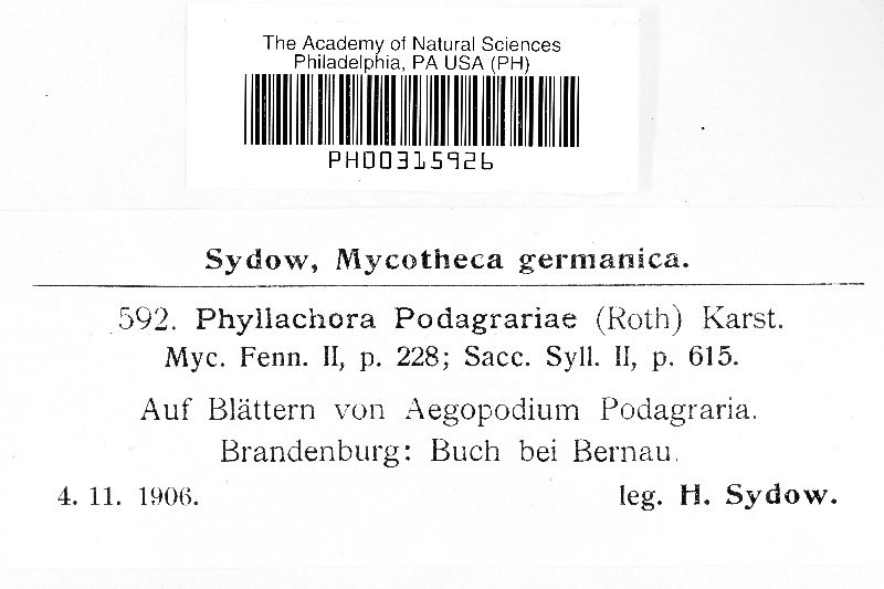 Mycosphaerella podagrariae image