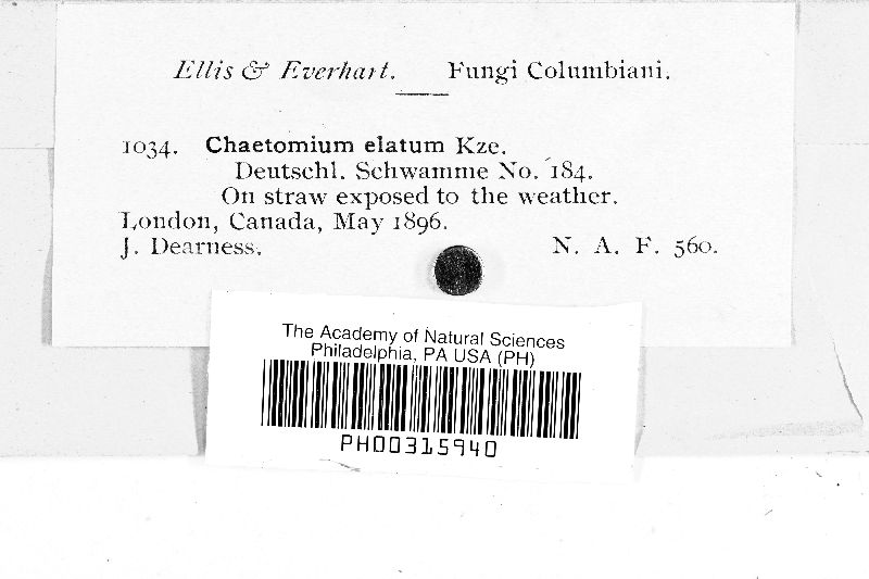 Chaetomium elatum image