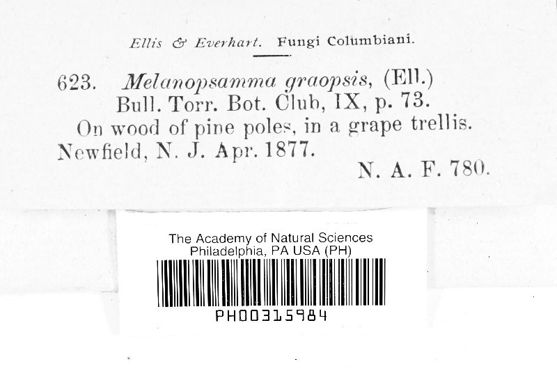 Melanopsamma graopsis image